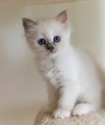 Heilige Birma Kitten blue-tortie