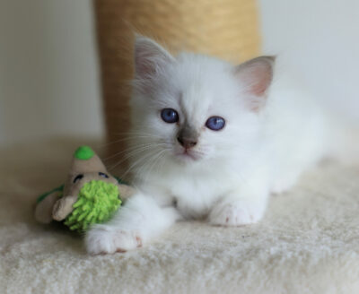 Heilige Birma Kitten lilac-point